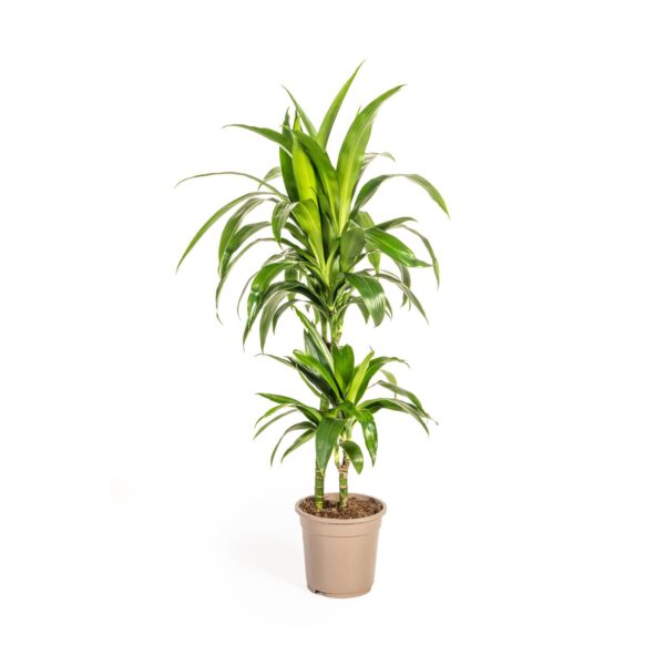 Dracaena Deremensis “Lisa” | Drachenbaum | +/- 80cm | ø 19cm Topf