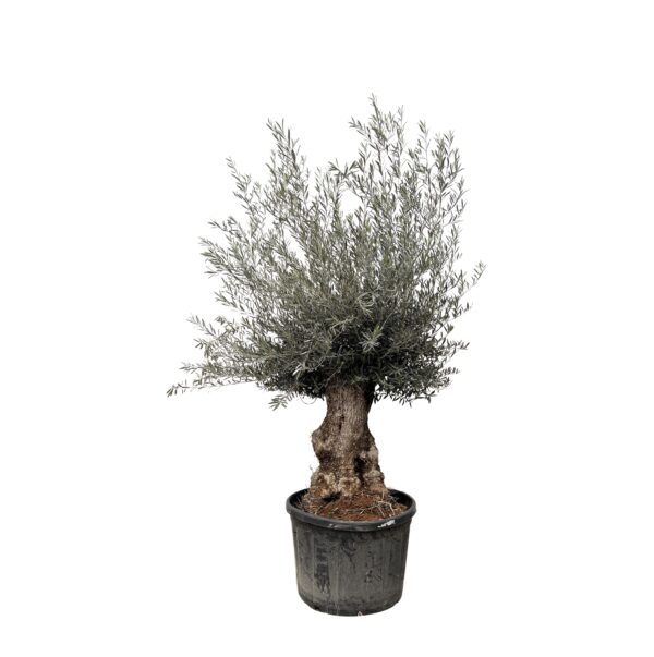 Olea Europaea “Bonsai” | Olivenbaum Bonsai | +/- 225cm | ø 80cm Topf