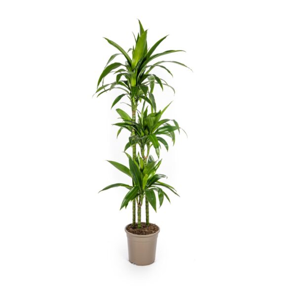 Dracaena Deremensis “Lisa” | Drachenbaum | +/- 140cm | ø 24cm Topf