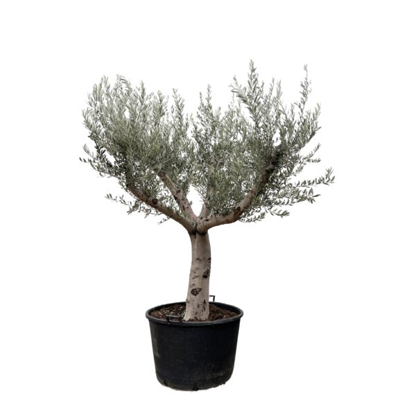 Olea Europaea “Cultivo” | Olivenbaum | +/- 250cm | ø 80cm Topf