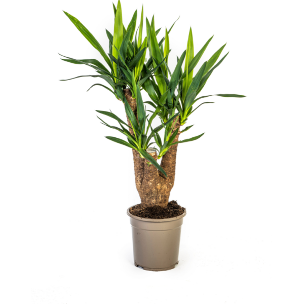 Yucca Elephantipes | Palmlilie | +/- 65cm | ø 21cm Topf