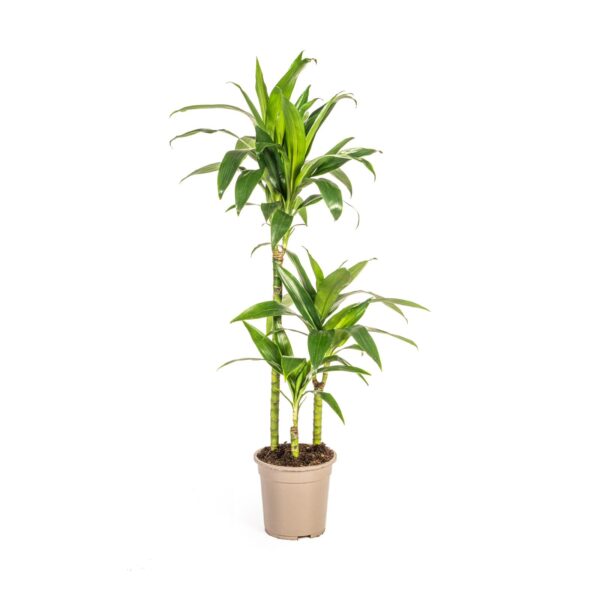 Dracaena Deremensis “Lisa” | Drachenbaum | +/- 100cm | ø 21cm Topf