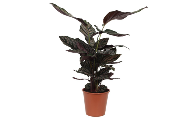 Calathea “Sanderiana” | Korbmarante | +/- 80cm | ø 19cm Topf