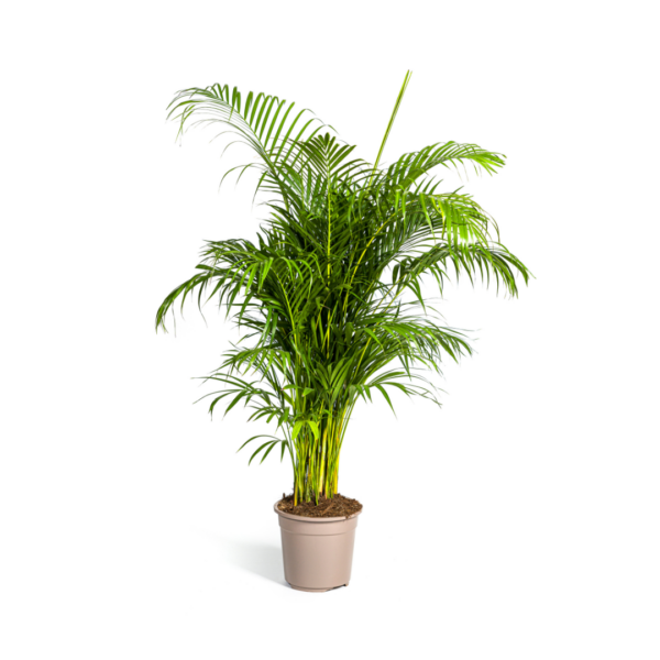 Dypsis Areca Lutescens | Goldfruchtpalme | +/- 180cm | ø 27cm Topf