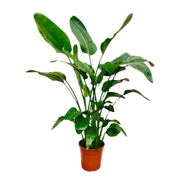 Strelitzia “Nicolai” | Baumstrelitzie | +/- 150cm | ø 21cm Topf