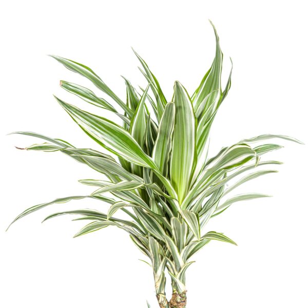 Dracaena Deremensis “White Stripe” | Drachenbaum | +/- 140cm | ø 24cm Topf