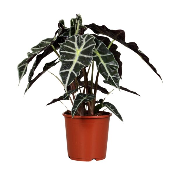 DS - Alocasia Polly - Ø17cm - ↕45cm