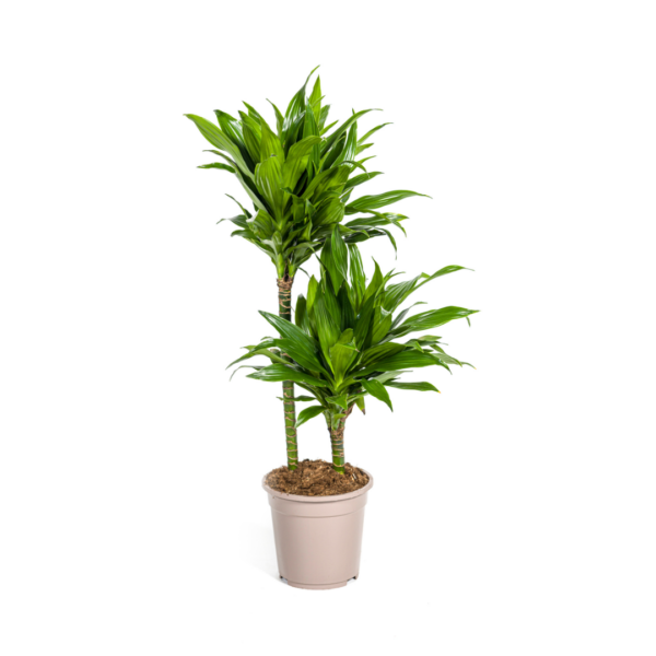 Dracaena Deremensis “Green Jewel” | Drachenbaum | +/- 80cm | ø 19cm Topf