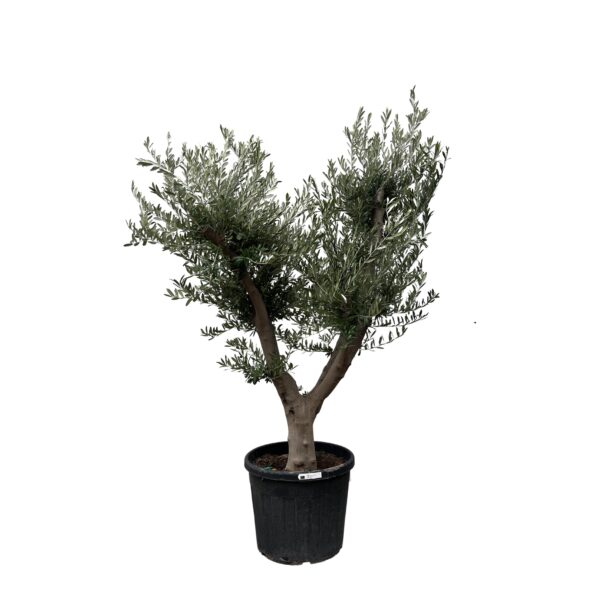 Olea Europaea “Cultivo” | Olivenbaum | +/- 225cm | ø 60cm Topf