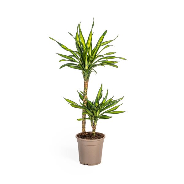 Dracaena Deremensis “Rikki” | Drachenbaum | +/- 80cm | ø 19cm Topf