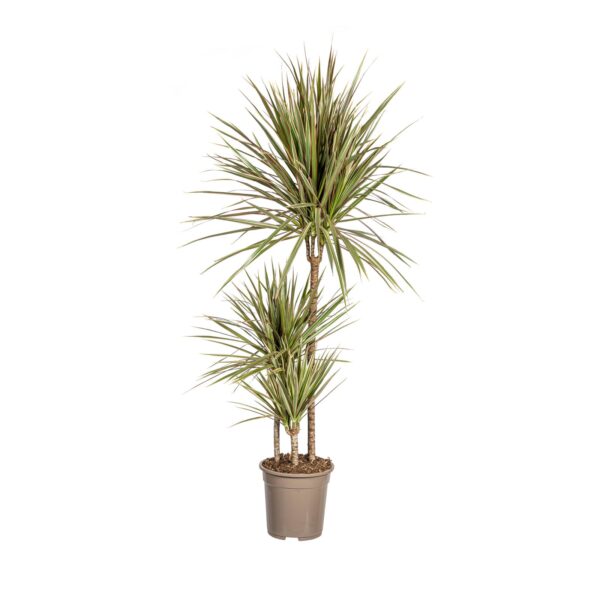 Dracaena Marginata “Bicolor” | Drachenbaum | +/- 120cm | ø 21cm Topf