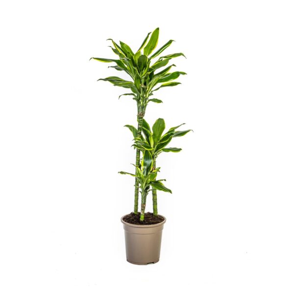 Dracaena Fragrans “Golden Coast” | Drachenbaum | +/- 100cm | ø 21cm Topf