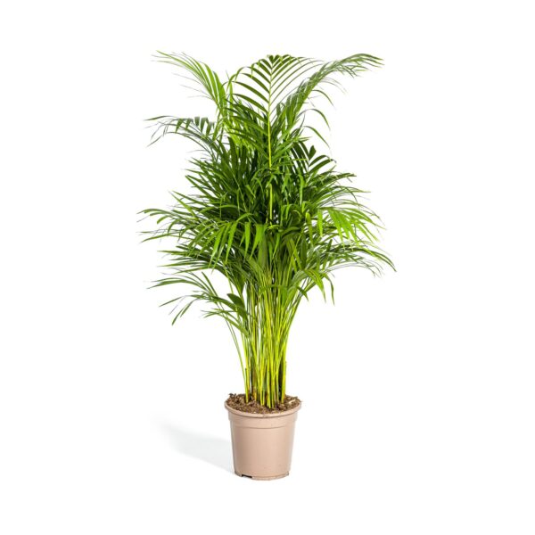 Dypsis Areca Lutescens | Goldfruchtpalme | +/- 110cm | ø 21cm Topf