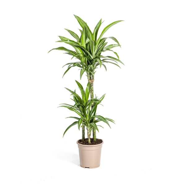 Dracaena Deremensis “White Stripe” | Drachenbaum | +/- 100cm | ø 21cm Topf