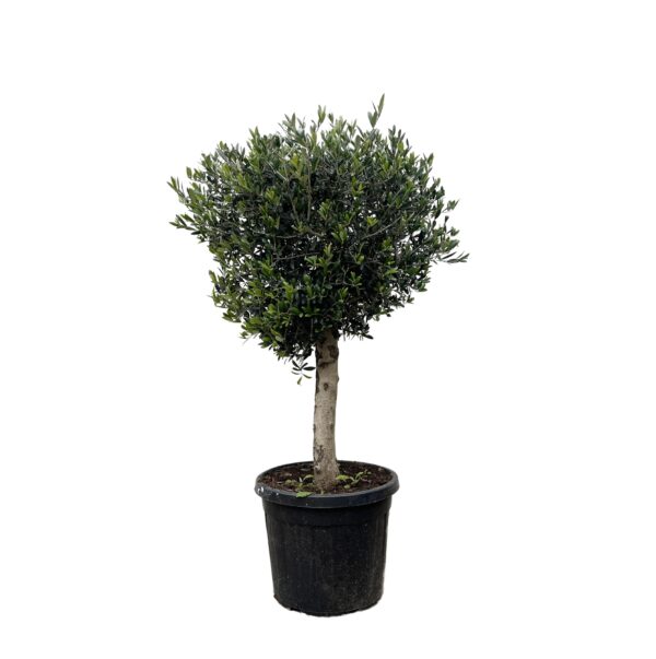 Olea Europaea “Lorc” | Olivenbaum | +/- 180cm | ø 50cm Topf