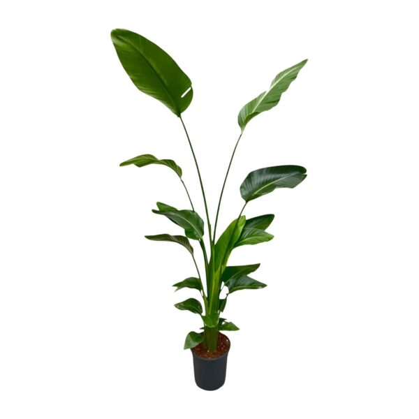 Strelitzia “Nicolai” | Baumstrelitzie | +/- 170cm | ø 21cm Topf