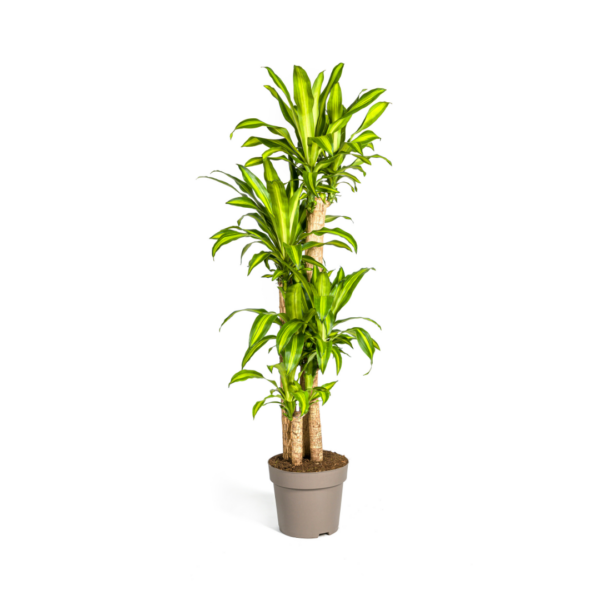 Dracaena Fragrans “Massangeana” | Drachenbaum | +/- 180cm | ø 30cm Topf