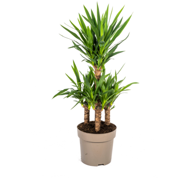 Yucca Elephantipes | Palmlilie | +/- 100cm | ø 30cm Topf