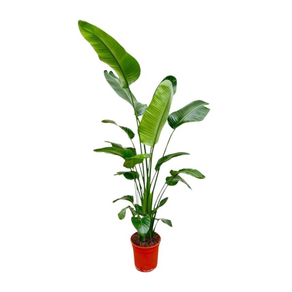 Strelitzia “Nicolai” | Baumstrelitzie | +/- 190cm | ø 27cm Topf