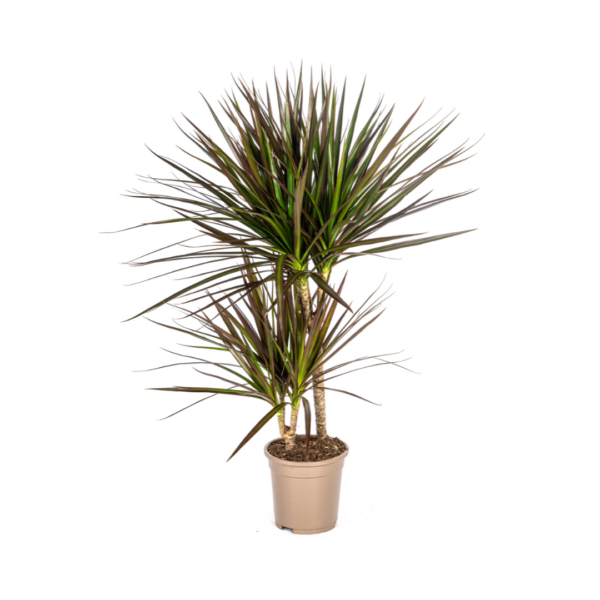 Dracaena Marginata “Magenta” | Drachenbaum | +/- 60cm | ø 17cm Topf