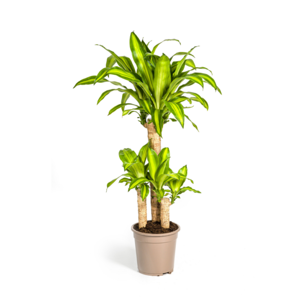 Dracaena Fragrans “Massangeana” | Drachenbaum | +/- 100cm | ø 21cm Topf