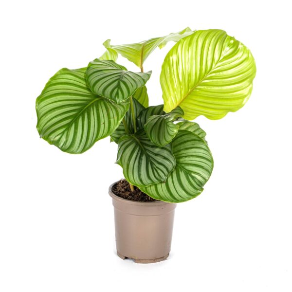 Calathea “Orbifolia” | Korbmarante | +/- 45cm | ø 17cm Topf