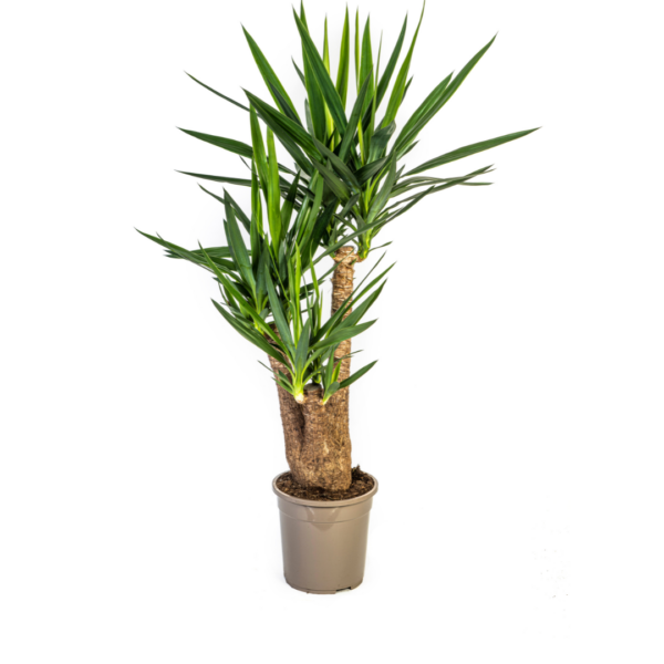 Yucca Elephantipes | Palmlilie | +/- 90-100cm | ø 24cm Topf