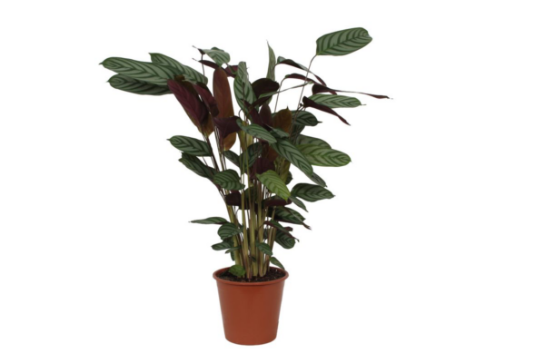 Calathea “Compactstar” | Korbmarante | +/- 80cm | ø 19cm Topf