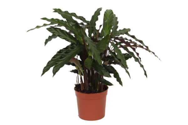 Calathea “Elgergrass” | Korbmarante | +/- 40cm | ø 12cm Topf