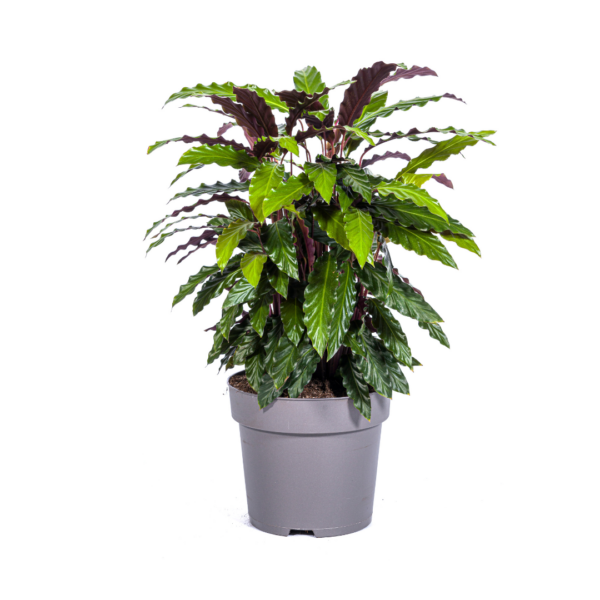 Calathea “Rufibarba” | Korbmarante | +/- 70cm | ø 27cm Topf