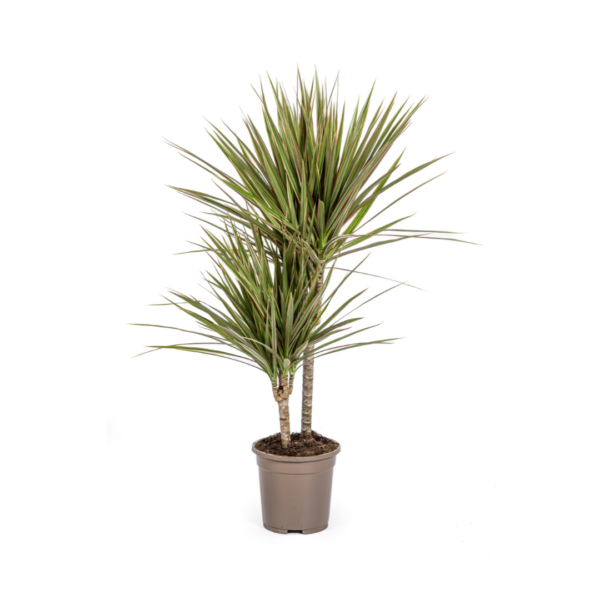 Dracaena Marginata “Bicolor” | Drachenbaum | +/- 60cm | ø 17cm Topf