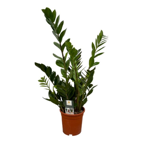 Zamioculcas Zamiifolia | Glücksfeder | +/- 75cm | ø 17cm Topf