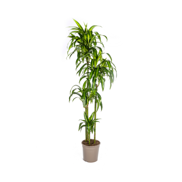 Dracaena Deremensis “Hawaiian Sunshine” | Drachenbaum | +/- 180cm | ø 27cm Topf