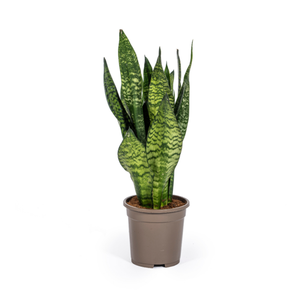 Sansevieria Trifasciata “Zeylanica Compacta” | Bogenhanf | +/- 60cm | ø 17cm Topf