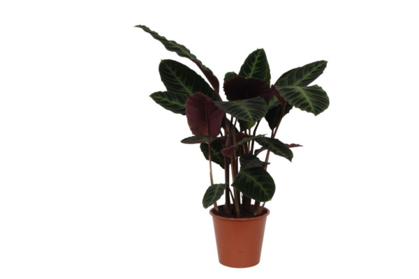 Calathea “Warsceviczii” | Korbmarante | +/- 80cm | ø 19cm Topf