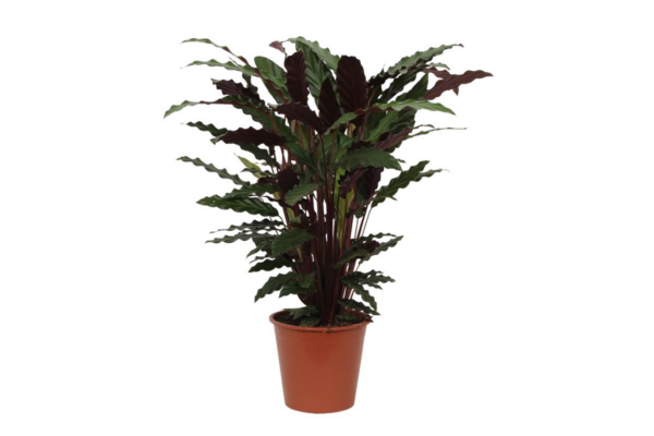 Calathea “Wavestar” | Korbmarante | +/- 80cm | ø 19cm Topf