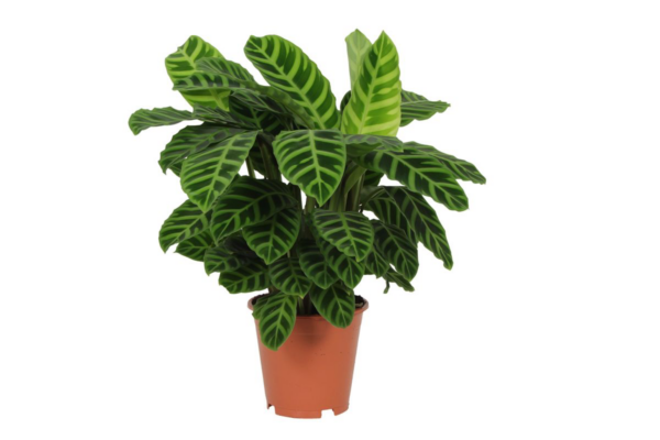 Calathea “Zebrina” | Korbmarante | +/- 80cm | ø 19cm Topf