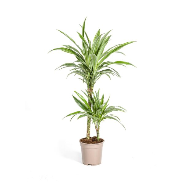 Dracaena Deremensis “White Stripe” | Drachenbaum | +/- 80cm | ø 19cm Topf