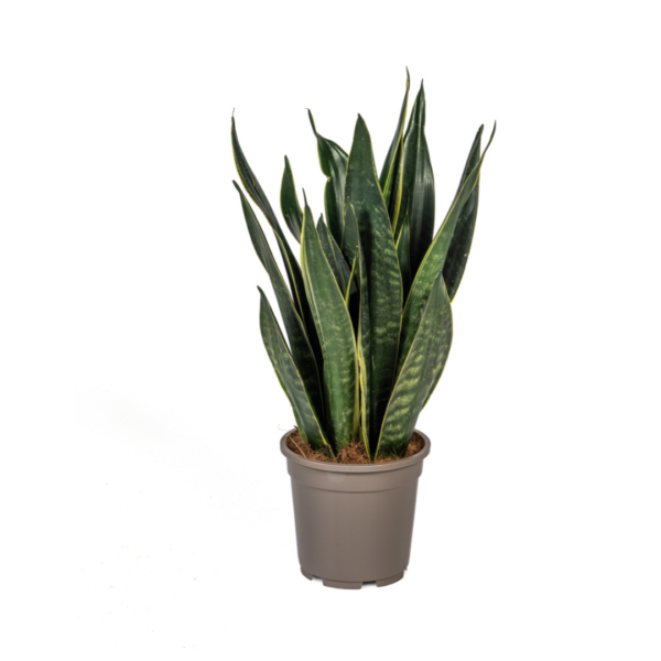 Sansevieria Trifasciata “Futura Black” | Bogenhanf | +/- 50-55cm | ø 17cm Topf