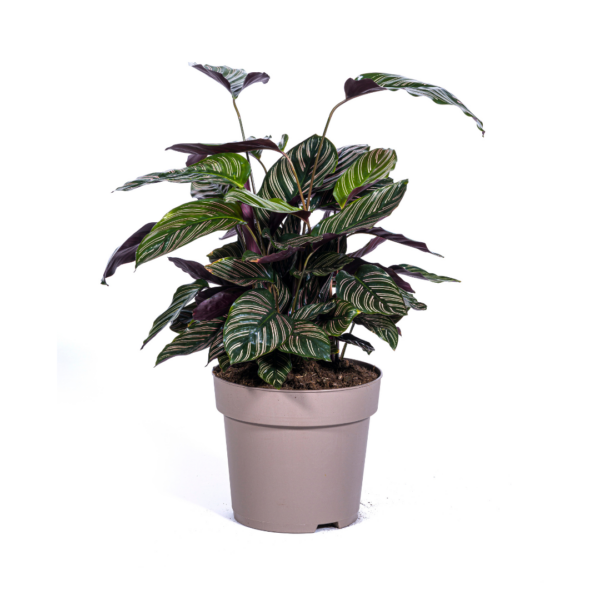 Calathea Ornata “Sanderiana” | Korbmarante | +/- 70cm | ø 27cm Topf