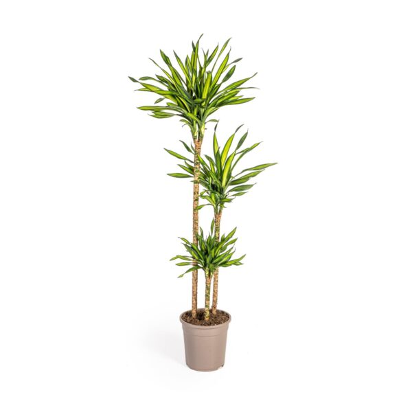 Dracaena Deremensis “Rikki” | Drachenbaum | +/- 140cm | ø 24cm Topf