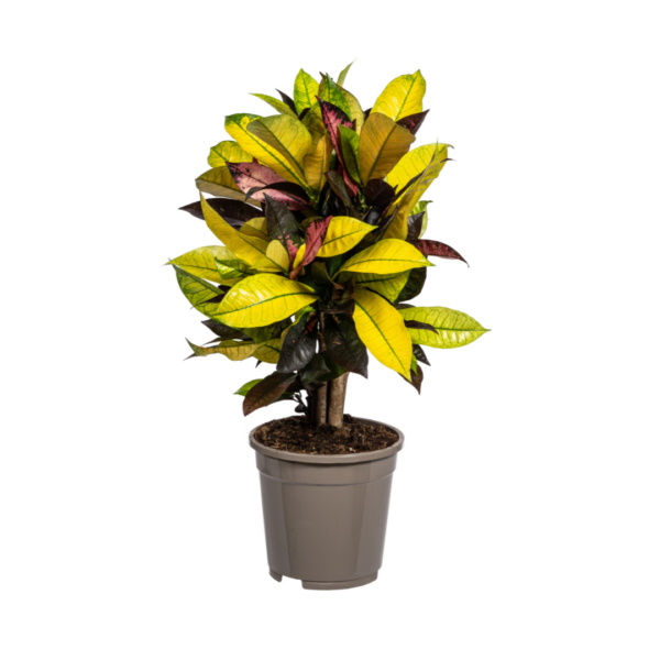 Codiaeum Croton “Iceton” | Wunderstrauch | +/- 50cm | ø 17cm Topf