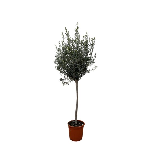 Olea Europaea “Op Stam” | Olivenbaum am Stamm | +/- 160cm | ø 24cm Topf