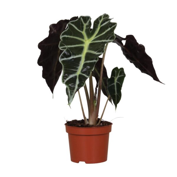 DS - Alocasia Amazonica Polly - Ø12cm - ↕30cm