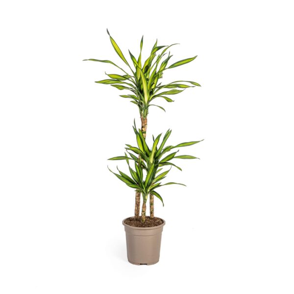 Dracaena Deremensis “Rikki” | Drachenbaum | +/- 100cm | ø 21cm Topf