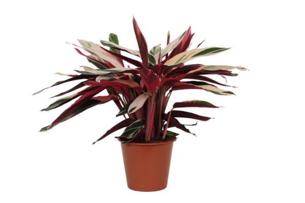 Calathea “Triostar” (Stromanthe) | Korbmarante | +/- 80cm | ø 19cm Topf