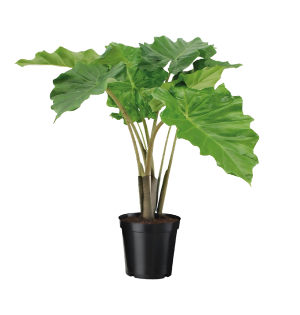 Alocasia “Portodora” | Elefantenohr | +/- 75cm | ø 21cm Topf