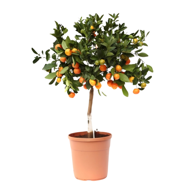 Citrus Calamondin | Zwergorangenbaum | +/- 80cm | ø 22cm Topf