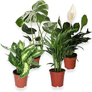 PPLUS 4er SetMonstera40 50cmDieffenbachia40 50cmSpathiphyllum40 50cmAreca40 50cm 10973